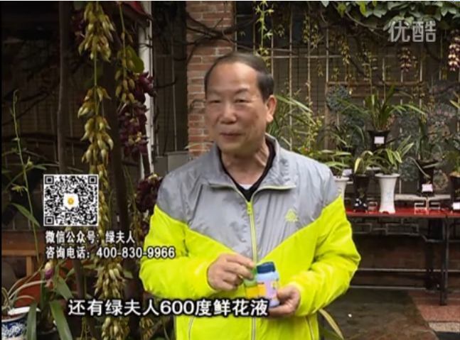 20160404珠江臺搖錢(qián)樹(shù)：養禾雀花等盆栽，用綠夫人營(yíng)養液養得好又增色