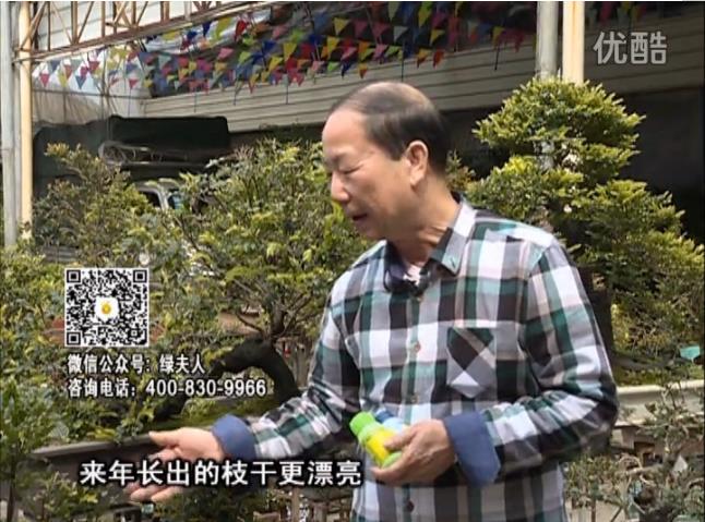通叔親自體驗，盆景凍后用綠夫人營(yíng)養液抽芽恢復好