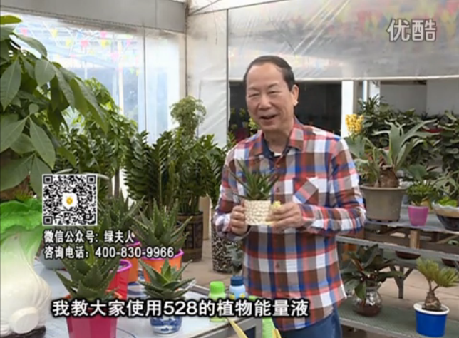 20160425珠江臺搖錢(qián)樹(shù)：室內綠植用綠夫人營(yíng)養液，補充營(yíng)養健康又環(huán)保