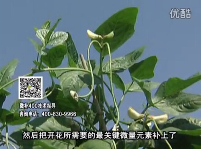 20160502珠江臺搖錢(qián)樹(shù)：雨水天多蔬菜香蕉長(cháng)勢差沒(méi)產(chǎn)量？撒微補倍力促根壯長(cháng)勢