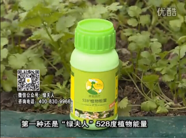 20160502珠江臺搖錢(qián)樹(shù)：家庭小院種蔬菜，用綠夫人營(yíng)養液長(cháng)勢好