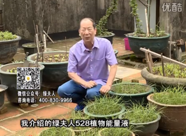 20160509珠江臺搖錢(qián)樹(shù)：天臺種葉菜用綠夫人營(yíng)養液，抗病好、長(cháng)勢綠