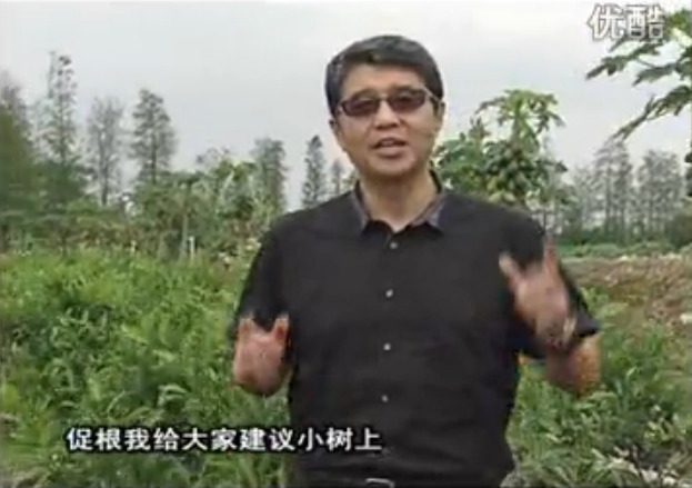 20160509珠江臺搖錢(qián)樹(shù)：柑橘淋微補根力鈣+精力，噴微補葉面肥，保樹(shù)分果好