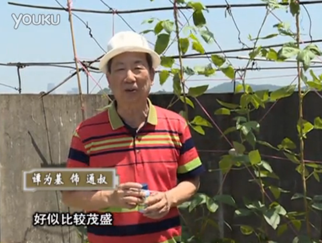 20160530珠江臺搖錢(qián)樹(shù)：天臺種豆角用綠夫人160度補鈣抗病液，長(cháng)勢壯，幫助開(kāi)花坐果