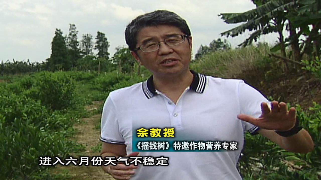 20160613珠江臺搖錢(qián)樹(shù)：柑橘?lài)娢⒀a蓋力、淋根力鈣，補鈣減少裂果、太陽(yáng)果、果更硬