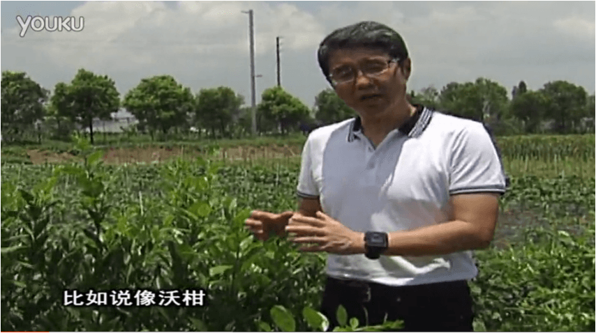 20160627珠江臺搖錢(qián)樹(shù)：柑橘減少黃葉花葉，淋微補根力鈣+沖力鎂、噴微補碧力