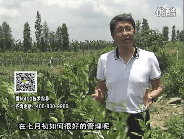 20160704珠江臺搖錢(qián)樹(shù)：柑橘淋微補根力鈣+沖力鎂+全力，秋梢整齊健壯、梢果同長(cháng)