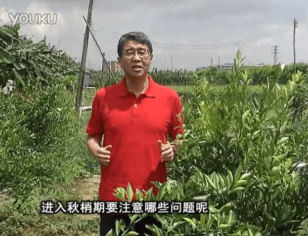 20160711珠江臺搖錢(qián)樹(shù)：預防柑橘秋梢發(fā)黃、不轉綠，用微補秋梢肥方案