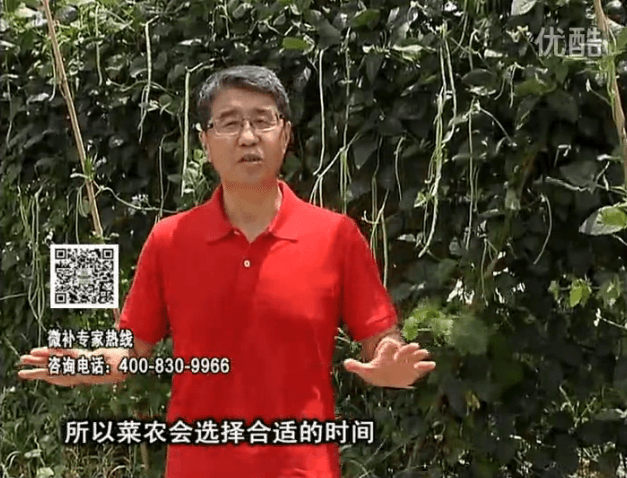 20160718珠江臺搖錢(qián)樹(shù)：瓜果蔬菜用微補水肥方案，結果多、有產(chǎn)量