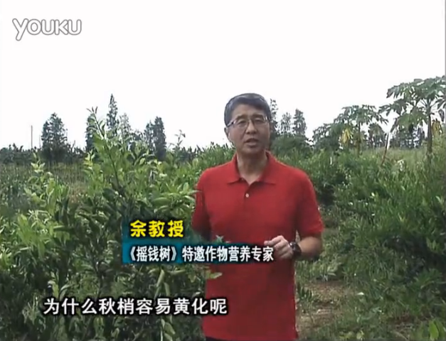20160725珠江臺搖錢(qián)樹(shù)：柑橘淋微補調力，調酸預防秋梢黃化、促進(jìn)果實(shí)膨大