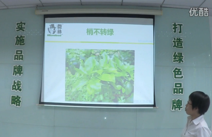 柑橘-預防秋梢黃、梢不出，如何放梢保樹(shù)好？微補講座
