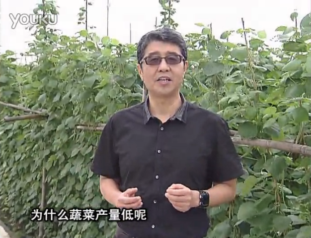 20160502珠江臺搖錢(qián)樹(shù)：雨水天多蔬菜漚根沒(méi)產(chǎn)怎么辦？撒微補倍力，噴花力+果力，提高坐果產(chǎn)量