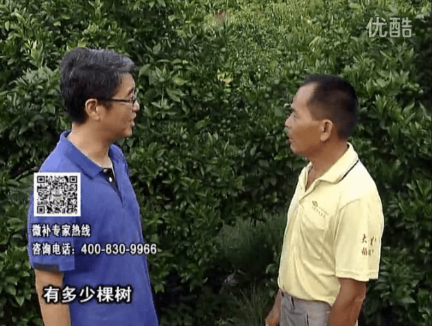 20160801珠江臺搖錢(qián)樹(shù)：柑橘連續7年用微補方案，保樹(shù)青綠每年增產(chǎn)30%