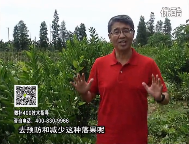 20160808珠江臺搖錢(qián)樹(shù)：柑橘?lài)娢⒀a碧力+壯力或蓋力，預防減少缺鎂落果，果硬膨大好