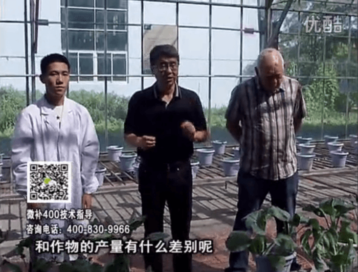 20160829珠江臺搖錢(qián)樹(shù)：微補溫室實(shí)驗：大量元素水溶肥pk添加中微量元素的差距！