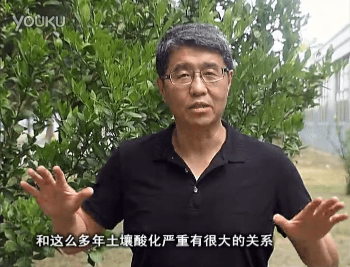 20160905珠江臺搖錢(qián)樹(shù)：柑橘秋風(fēng)一吹就黃，調酸淋沖微補調力是關(guān)鍵，同時(shí)保樹(shù)膨果