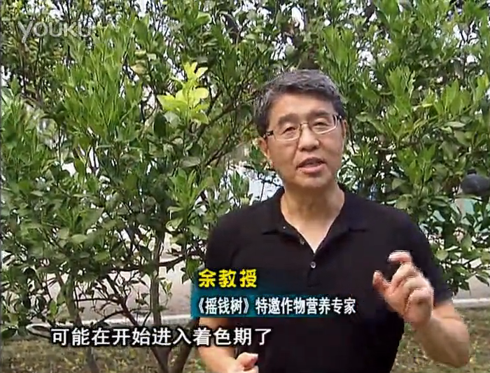 20160912珠江臺搖錢(qián)樹(shù)：柑橘用微補方案，果實(shí)著(zhù)色好，提前促花、預防落果
