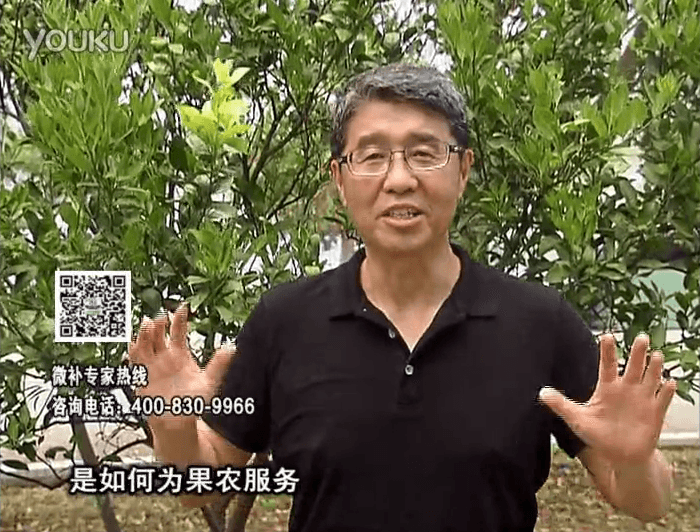 20160912珠江臺搖錢(qián)樹(shù)：針對果場(chǎng)面積、缺素營(yíng)養、設施管理、投入產(chǎn)出，微補做個(gè)性化定制服務(wù)