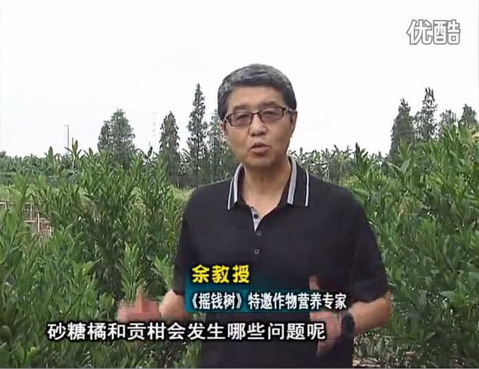 20160919珠江臺搖錢(qián)樹(shù)：柑橘用微補方案，減少秋梢落果裂果，保樹(shù)膨果好
