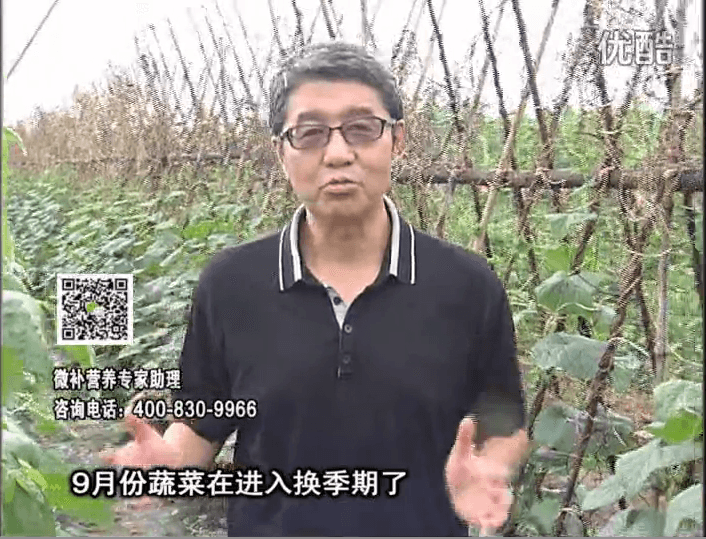 20160926珠江臺搖錢(qián)樹(shù)：換季蔬菜淋根力鈣精力促根壯長(cháng)，淋微補調力調酸減少病害