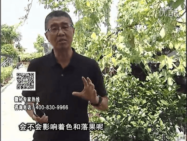 20161010珠江臺搖錢(qián)樹(shù)：柑橘葉噴微補花力+碧力，提前促花、減少梢葉黃