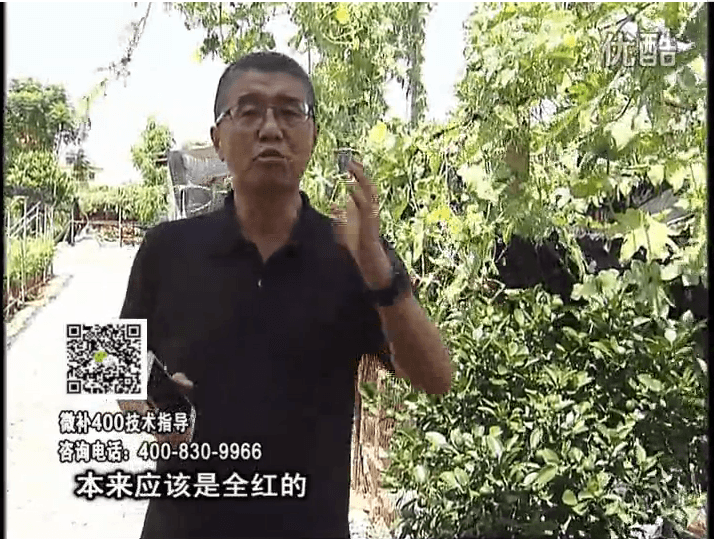 珠江臺搖錢(qián)樹(shù)：柑橘著(zhù)色葉噴紅果力，著(zhù)色均勻增甜增重