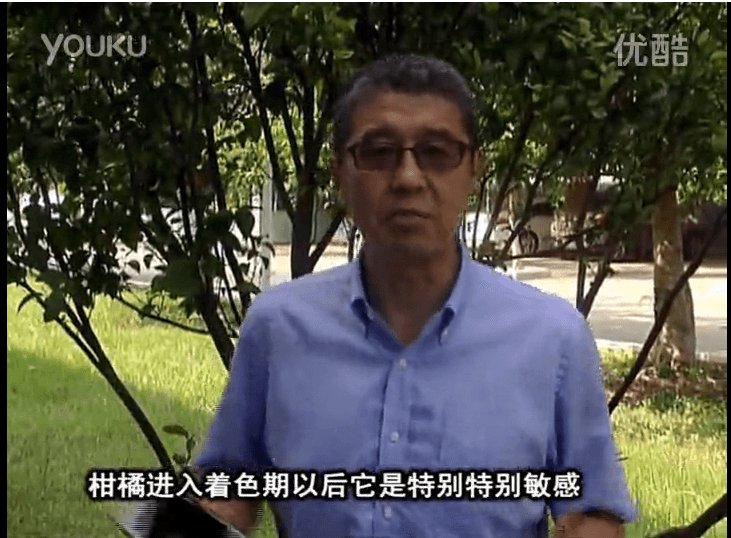 20161031珠江臺搖錢(qián)樹(shù)：柑橘?lài)娂t果力、蓋力 鈣足果硬、裂果霜凍少