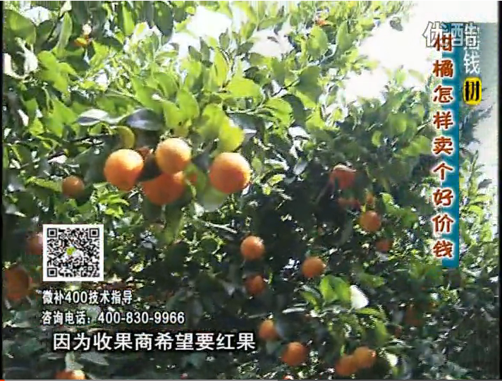 20161107珠江臺搖錢(qián)樹(shù)：柑橘?lài)娛┪⒀a紅果力、蓋力，增甜增重賣(mài)價(jià)高