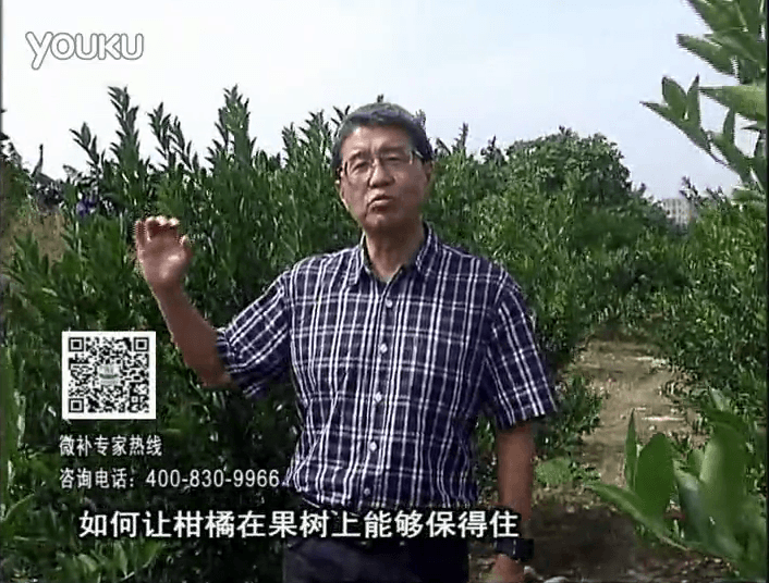 20161128珠江臺搖錢(qián)樹(shù)：柑橘?lài)娢⒀a蓋力、碧力，低溫抗凍，果掛得住，預防減少采前落果