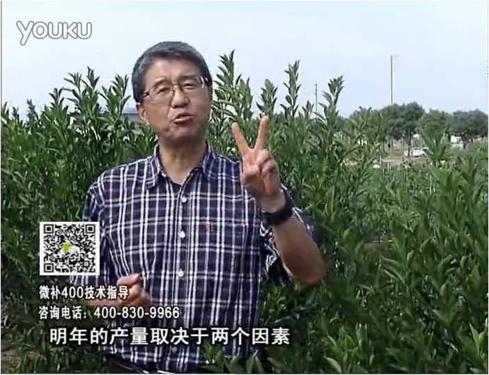 20161205珠江臺搖錢(qián)樹(shù)：柑橘?lài)娛┪⒀a花力+碧力、下因迪樂(lè )有機肥，促花恢復長(cháng)勢好