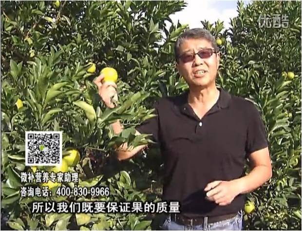 20161212珠江臺搖錢(qián)樹(shù)：紅江橙淋微補根力鈣+沖力，噴紅果力，樹(shù)勢壯，果品質(zhì)好