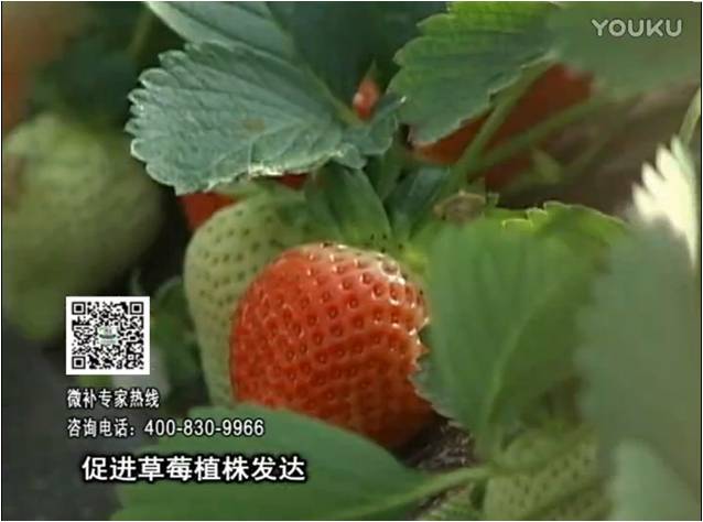 20161219珠江臺搖錢(qián)樹(shù)：草莓如何壯長(cháng)、果大品質(zhì)高？