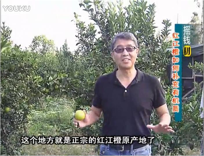 20161219珠江臺搖錢(qián)樹(shù)：紅江橙用微補方案，裂果少、樹(shù)勢好