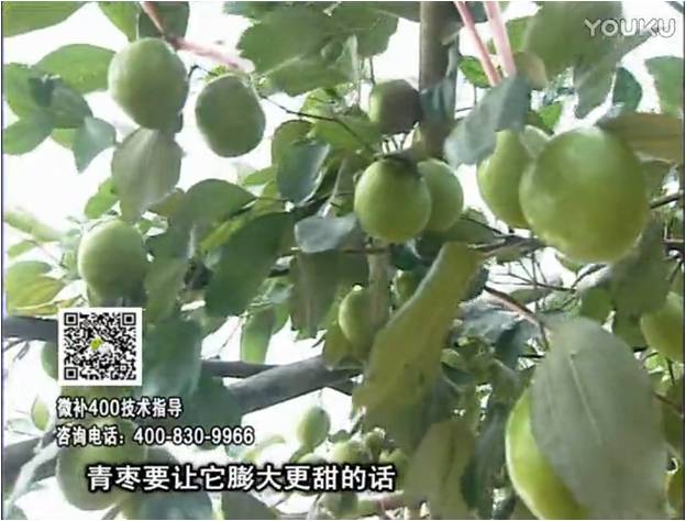 20161226珠江臺搖錢(qián)樹(shù)：青棗用微補方案，健壯長(cháng)勢，提高來(lái)花坐果