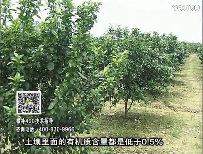 20161226珠江臺搖錢(qián)樹(shù)：柑橘?lài)娢⒀a蓋力防霜凍果、采后促花恢復樹(shù)勢撒微補倍力+有機肥