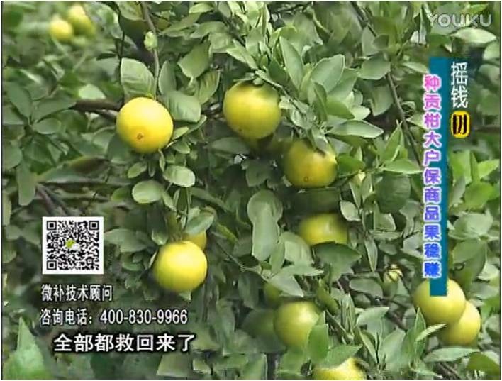 20170102珠江臺搖錢(qián)樹(shù)：柑橘?lài)娢⒀a蓋力防凍抗凍，采后冬肥下微補倍力+有機肥