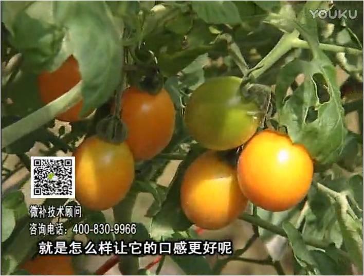 20170102珠江臺搖錢(qián)樹(shù)：番茄臍腐病、裂果、抗凍如何做？澆施微補根力鈣+精力，葉噴微補葉面肥