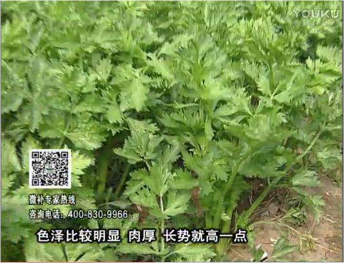 20170109珠江臺搖錢(qián)樹(shù)：葉菜如何種？長(cháng)勢好又高產(chǎn)！