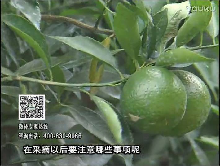 20170109珠江臺搖錢(qián)樹(shù)：新會(huì )柑用微補方案，保樹(shù)好，果品質(zhì)高，年年有收獲