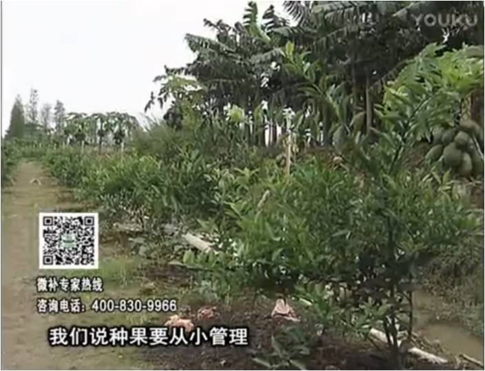 20170213珠江臺搖錢(qián)樹(shù)：柑橘小樹(shù)用微補方案，促根保樹(shù)好
