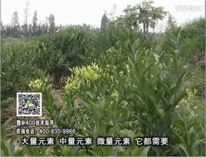 珠江臺搖錢(qián)樹(shù)：柑橘?lài)娛┪⒀a花力+硼力，補充鋅硼健壯來(lái)花，利坐果