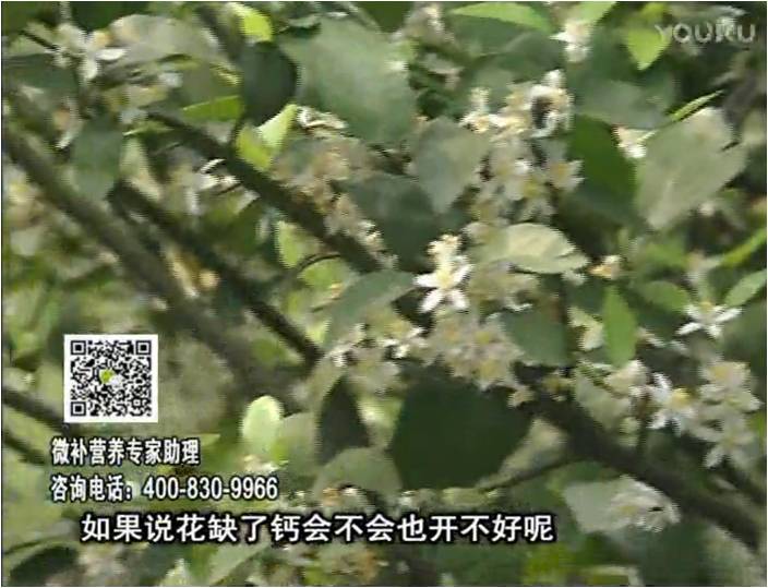 珠江臺搖錢(qián)樹(shù)：柑橘淋微補根力鈣+精力，促根壯春梢，花壯利坐果
