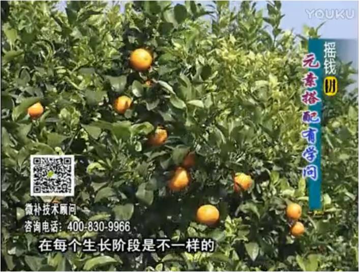 20170306珠江臺搖錢(qián)樹(shù)：柑橘淋沖微補方案，針對不同需求正確補充元素，平衡營(yíng)養健壯長(cháng)