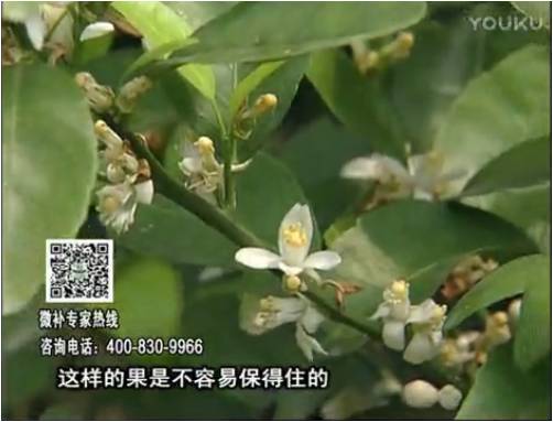 20170313珠江臺搖錢(qián)樹(shù)：柑橘淋沖微補根力鈣+精力，噴微補花力+硼力，來(lái)花健壯，預防減少弱花畸形花