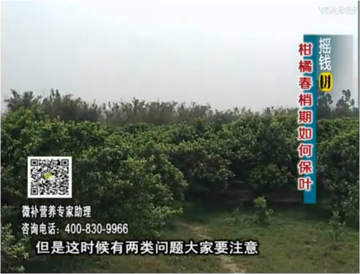 20170327珠江臺搖錢(qián)樹(shù)：柑橘預防春梢不轉綠，撒微補倍力、淋沖力鎂