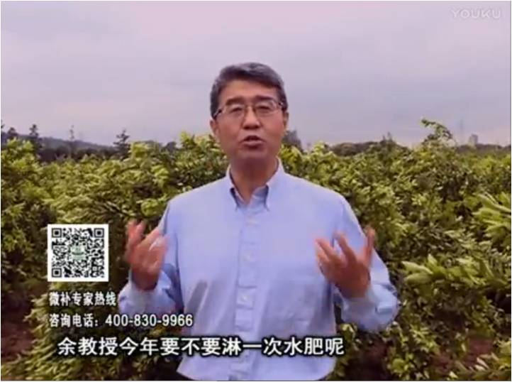 20170424珠江臺搖錢(qián)樹(shù)：柑橘樹(shù)弱保果難度大，淋沖微補根力鈣+精力+精華粉，保樹(shù)保果好