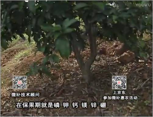 20170417珠江臺搖錢(qián)樹(shù)：柑橘?lài)娛┪⒀a果力+硼力+精華粉，保果好，果青綠