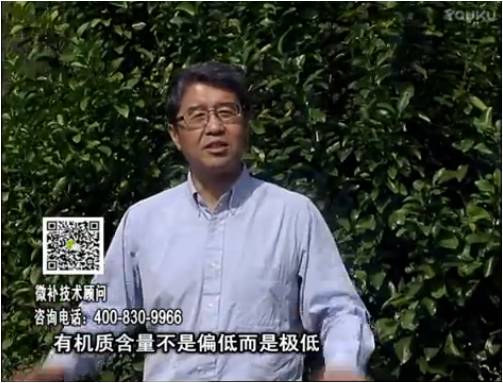 20170327珠江臺搖錢(qián)樹(shù)：撒施因迪樂(lè )有機肥、用因迪樂(lè )有機精華粉，調酸增加果地有機質(zhì)