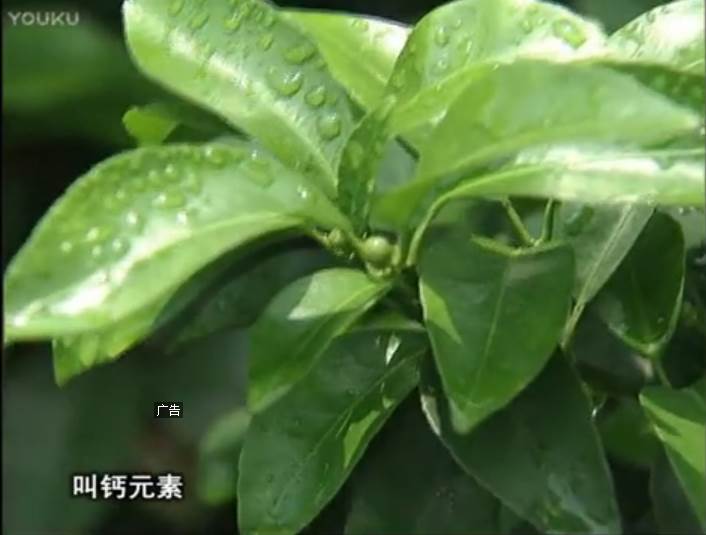 20170508珠江臺搖錢(qián)樹(shù)：柑橘澆施微補根力鈣，補鈣，促根健壯長(cháng)勢