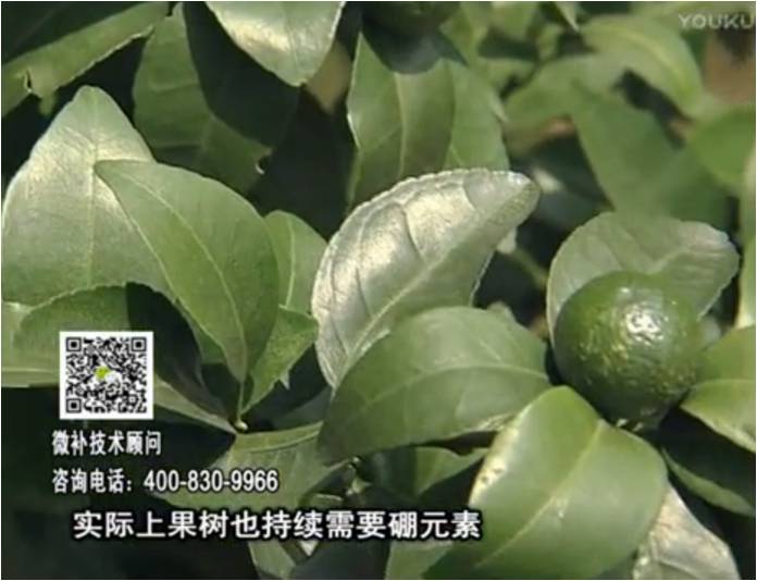 20170529珠江臺搖錢(qián)樹(shù)：貢柑蜜柚噴施微補蓋力+硼力，預防減少缺硼鈣裂果